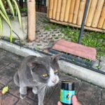 Suttatip Wutchaipradit Instagram – จงเห็นแมว‘ วันเดย์ทริป
