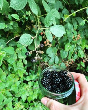 Suzannah Lipscomb Instagram - Today it seemed as if all the blackberries had ripened at once and wanted me to pick them. (The jar was too small; I had to eat a lot.)