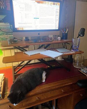 Suzannah Lipscomb Instagram - How my cat selflessly ensures that I get my hours of standing in today.