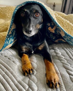 Suzanne Paul Instagram - Happy birthday Matty! 🎂🎉We think he’s 10, not too sure with him being a rescue dog x