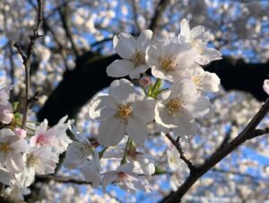 Suzuko Mimori Instagram - 今年も🌸
🌸🌸🌸🌸🌸🌸🌸🌸🌸🌸🌸🌸🌸🌸🌸🌸🌸🌸🌸🌸🌸🌸🌸🌸
桜と寿司、最高だ！
サブウェイはまた今度！😂