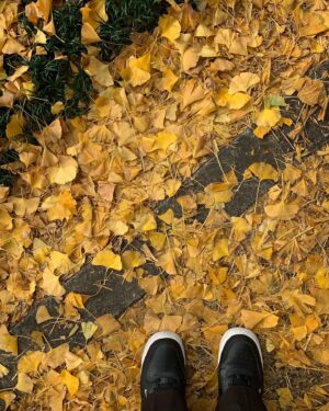 Suzuko Mimori Instagram - 今年ももう12月になっていた🍁
落ち葉の絨毯がキレイ✨

#mimorisuzuko #外苑前いちょう並木 #東京散歩