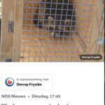Sylvana IJsselmuiden Instagram - Iets met 7 vermiste wasberen in Leeuwarden? Hij kan hier mooi de was doen!