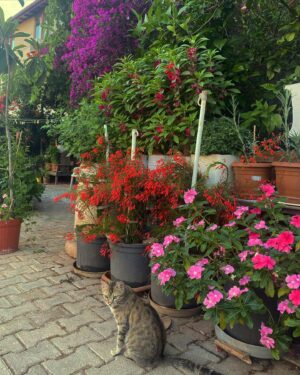 Tülin Yazkan Instagram - June, ‘22