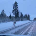 Tülin Yazkan Instagram - Our home for a few days, aurora, sun, snowy owl, lynx, Gustav kitchen, a free deer! 🦌 ❄️