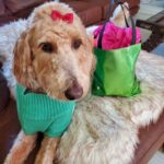 Tamala Jones Instagram – I #love my #BestFriends #MyFamily  @tamjones1 @lamarcoleverette @rolandojvargas 🐶🥰💯🐕💖

#CocobainJones #TamalaJones #LamarcoLeverette #RolandoJVargas #bffs #family #dogslife #doglife #dog #dogs #loveyou #puppy #dogsdaily #adventures #puppylife #puppylove #pup #pupcup #pupcups #doggylove #doggylife 🐶❤️🐕💘