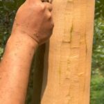 Tamala Jones Instagram - 😍✨Omg I love this !!! Cinnamon bark scrapping … I can smell it through the video ..💕😋 #nature #naturelovers #treehugger