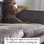 Tamala Jones Instagram - He needs an apology & I’m demanding it !!🤣🤣🤣🤣🤣🤣🤣🐶🐾 🐕💕✨