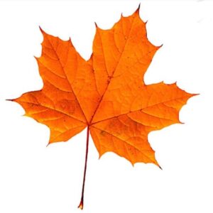 Tamara Taylor Instagram - EVERY 🧡 CHILD 🧡 MATTERS. WE must do better. We MUST do better. WE MUST do BETTER. WE MUST DO BETTER. #canadaday2021forindigenousjustice