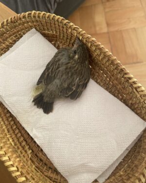 Tamara Acosta Instagram - Mi gata atrapó este pajarito, logramos salvarlo, le dimos agüita , pero no sé qué hacer , esta acurrucadito y no se mueve. Pero esta vivo!
Que hago, tengo miedo de dejarlo aquí, mi gata se lo puede comer.