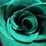 Tang Wei Instagram - roses aren’t always red