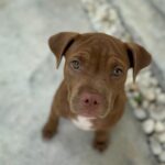 Taya Rogers Instagram - January in the blink of an eye. Does anyone else feel like the year is already flying by? 🥹😅 Oh & i’d like to introduce, Miss Coco Chunuonsee. She’s an island girl with a love for snacks, Mila & Jaden, playing tag, chewing on just about everything, & hiding in my plants 🫣 She’s a rescue so we’re not sure what she is or how big she’ll get but she’s definitely full of love. She hasn’t met Baloo & Nala yet but I can already tell they’re going to get along great 😊