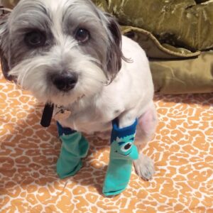 Taylor Spreitler Instagram - happy birthday to my best friend and the love of my life! this lil trooper has been by my side through the hardest imaginable and i truly don’t know what life would be like without my trusty sidekick. #adoptdontshop