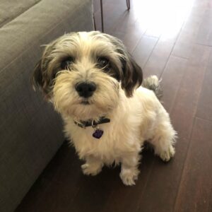 Taylor Spreitler Instagram - happy birthday to my best friend and the love of my life! this lil trooper has been by my side through the hardest imaginable and i truly don’t know what life would be like without my trusty sidekick. #adoptdontshop