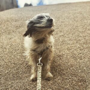 Taylor Spreitler Instagram - happy birthday to my best friend and the love of my life! this lil trooper has been by my side through the hardest imaginable and i truly don’t know what life would be like without my trusty sidekick. #adoptdontshop