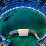 Taylor Rees Instagram - This week the news was released that our Orca sis Tokitae (Sk'aliCh'elh-tenaut, her Lummi name) has been granted permission by her “owners” to go home to a sanctuary in the Salish Sea. This brings up a lot of feelings because while this is a long fought win, it’s a situation that should never had happened if we all honored our relationships to non-human kin, as the Lummi have - her direct human relatives. Thank you to those at the forefront of that fight (@oursacredsea) and we hope her journey home helps us all connect to the greater history of human violence and the future ahead of reparations. We know that road ahead is filled with lots of questions about how she gets home and what that process looks like. There’s also the hurdle, as with anything, of funding. Stay tuned as we are here to help those who are organizing. The big other news this week was that in a historic event of collaboration amongst 191 countries, a commitment to protect 33% of the biodiversity on Earth was made at COP15. Another win that has been long fought and championed by many, our dear @prospektmiraorg, and Indigenous and rural communities with deep relationship and sacred instructions to protect biodiversity. With both these scenarios, we feel a bit of relief for the more the human world, and at the same time we wonder about the other 66% - why not a commitment to try and protect all the biodiversity that’s on the brink of collapse? Is it simply that we’re too little too late in the greater trajectory? As most of us know, Indigenous Peoples protect 80% of the world’s remaining biodiversity. So , when it comes to this new UN commitment, we sure as hell better see a significant majority of investment go towards Indigenous Peoples as well as a commitment to Indigenous rights. Because, whether it’s our Orca sis or the destruction of old growth forest and other critical biodiversity regions, none of this would have happened if people took Indigenous rights seriously and supported any community, indigenous or not, who lives in deep and direct relationship to the land. [written by myself and @jadethemighty after a long and teary evening debrief. shared with love to anyone reading]