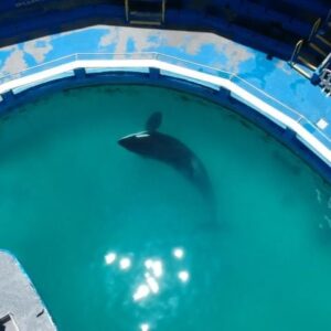 Taylor Rees Instagram - This week the news was released that our Orca sis Tokitae (Sk'aliCh'elh-tenaut, her Lummi name) has been granted permission by her “owners” to go home to a sanctuary in the Salish Sea. This brings up a lot of feelings because while this is a long fought win, it’s a situation that should never had happened if we all honored our relationships to non-human kin, as the Lummi have - her direct human relatives. Thank you to those at the forefront of that fight (@oursacredsea) and we hope her journey home helps us all connect to the greater history of human violence and the future ahead of reparations. We know that road ahead is filled with lots of questions about how she gets home and what that process looks like. There’s also the hurdle, as with anything, of funding. Stay tuned as we are here to help those who are organizing. 

The big other news this week was that in a historic event of collaboration amongst 191 countries, a commitment to protect 33% of the biodiversity on Earth was made at COP15. Another win that has been long fought and championed by many, our dear @prospektmiraorg, and Indigenous and rural communities with deep relationship and sacred instructions to protect biodiversity. 

With both these scenarios, we feel a bit of relief for the more the human world, and at the same time we wonder about the other 66% - why not a commitment to try and protect all the biodiversity that’s on the brink of collapse? Is it simply that we’re too little too late in the greater trajectory?

As most of us know, Indigenous Peoples protect 80% of the world’s remaining biodiversity. So , when it comes to this new UN commitment, we sure as hell better see a significant majority of investment go towards Indigenous Peoples as well as a commitment to Indigenous rights. Because, whether it’s our Orca sis or the destruction of old growth forest and other critical biodiversity regions, none of this would have happened if people took Indigenous rights seriously and supported any community, indigenous or not, who lives in deep and direct relationship to the land. [written by myself and @jadethemighty after a long and teary evening debrief. shared with love to anyone reading]