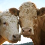 Taylour Paige Instagram - I just want to declare my love and appreciation for cows. Please peta don’t come for me. This is genuine. They’ve fed sooooo many people (even our pets). Milk, beef, ground beef, bone broth etc etc. I’m healing some major gut issues right now because I have a major hormone imbalance and I’m starting my days with bone broth- and it dawns on me how sacred and giving this animal is. Every bag you carry is a cow. Shoes. Belts. The seats in your car. I’m not saying don’t eat them, I’m just saying give thanks. At the very least say “thank you God this was a life that lived.” For real 🤍 also aren’t they so beautiful? Edited disclaimer: I didn’t say consume them, I didn’t tell anyone what to do. I just declared my appreciation for this beautiful animal that has arguably sustained unappreciative trash ass selfish mankind and our pets. And to take notice in all the ways a cow is currently probably most likely contributing to your life and you are not even conscious of it