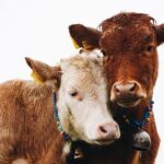 Taylour Paige Instagram - I just want to declare my love and appreciation for cows. Please peta don’t come for me. This is genuine. They’ve fed sooooo many people (even our pets). Milk, beef, ground beef, bone broth etc etc. I’m healing some major gut issues right now because I have a major hormone imbalance and I’m starting my days with bone broth- and it dawns on me how sacred and giving this animal is. Every bag you carry is a cow. Shoes. Belts. The seats in your car. I’m not saying don’t eat them, I’m just saying give thanks. At the very least say “thank you God this was a life that lived.” For real 🤍 also aren’t they so beautiful? Edited disclaimer: I didn’t say consume them, I didn’t tell anyone what to do. I just declared my appreciation for this beautiful animal that has arguably sustained unappreciative trash ass selfish mankind and our pets. And to take notice in all the ways a cow is currently probably most likely contributing to your life and you are not even conscious of it