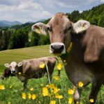 Taylour Paige Instagram - I just want to declare my love and appreciation for cows. Please peta don’t come for me. This is genuine. They’ve fed sooooo many people (even our pets). Milk, beef, ground beef, bone broth etc etc. I’m healing some major gut issues right now because I have a major hormone imbalance and I’m starting my days with bone broth- and it dawns on me how sacred and giving this animal is. Every bag you carry is a cow. Shoes. Belts. The seats in your car. I’m not saying don’t eat them, I’m just saying give thanks. At the very least say “thank you God this was a life that lived.” For real 🤍 also aren’t they so beautiful? Edited disclaimer: I didn’t say consume them, I didn’t tell anyone what to do. I just declared my appreciation for this beautiful animal that has arguably sustained unappreciative trash ass selfish mankind and our pets. And to take notice in all the ways a cow is currently probably most likely contributing to your life and you are not even conscious of it