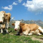 Taylour Paige Instagram - I just want to declare my love and appreciation for cows. Please peta don’t come for me. This is genuine. They’ve fed sooooo many people (even our pets). Milk, beef, ground beef, bone broth etc etc. I’m healing some major gut issues right now because I have a major hormone imbalance and I’m starting my days with bone broth- and it dawns on me how sacred and giving this animal is. Every bag you carry is a cow. Shoes. Belts. The seats in your car. I’m not saying don’t eat them, I’m just saying give thanks. At the very least say “thank you God this was a life that lived.” For real 🤍 also aren’t they so beautiful? Edited disclaimer: I didn’t say consume them, I didn’t tell anyone what to do. I just declared my appreciation for this beautiful animal that has arguably sustained unappreciative trash ass selfish mankind and our pets. And to take notice in all the ways a cow is currently probably most likely contributing to your life and you are not even conscious of it