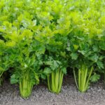 Taylour Paige Instagram - I’d like to end the night declaring my love and appreciation for celery. Now not too fast, you may say it’s plain and boring - but these guys can also really heal your gut. Your gut is essentially your brain. Our neurons from our gut are sending signals and most of us have leaky messy ones, knocking off our whole system ooouch. some of us are living so hazy and anxious we don’t need even realize what’s up or down. well guess what, Celery juice hooray! They are full of anti inflammatory and cancer fighting properties. Celery has hydrochloric acid which restores and helps heal the gut. It’s a natural antibiotic and anti parasitic! It can alleviate irritability, depression and anxiety (which It seems most of us have!) and reduce high blood pressure and cholesterol. for people like me with PMDD or endometriosis and hormone stuff celery is your girl. there’s so much information available to us all and I am thankful for that - yet everyone is an expert and everyone is angry and it becomes so overwhelming you almost want to do nothing and lay down. well celery you can have a bit of and then lay down! Before you come for me or mention it needs to be organic (it should be- but how unfortunate because of money hungry powers that be, the distinction of organic and non organic is where most of us have to live- when really everything should be organic but I digress) or check for pesticides, do your research and enjoy celery if you want to! I am not a doctor nor telling you what to do nor tackling every single thing that is healthy for your body mind and spirit! God bless 💚
