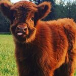 Taylour Paige Instagram - I just want to declare my love and appreciation for cows. Please peta don’t come for me. This is genuine. They’ve fed sooooo many people (even our pets). Milk, beef, ground beef, bone broth etc etc. I’m healing some major gut issues right now because I have a major hormone imbalance and I’m starting my days with bone broth- and it dawns on me how sacred and giving this animal is. Every bag you carry is a cow. Shoes. Belts. The seats in your car. I’m not saying don’t eat them, I’m just saying give thanks. At the very least say “thank you God this was a life that lived.” For real 🤍 also aren’t they so beautiful? Edited disclaimer: I didn’t say consume them, I didn’t tell anyone what to do. I just declared my appreciation for this beautiful animal that has arguably sustained unappreciative trash ass selfish mankind and our pets. And to take notice in all the ways a cow is currently probably most likely contributing to your life and you are not even conscious of it