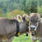 Taylour Paige Instagram - I just want to declare my love and appreciation for cows. Please peta don’t come for me. This is genuine. They’ve fed sooooo many people (even our pets). Milk, beef, ground beef, bone broth etc etc. I’m healing some major gut issues right now because I have a major hormone imbalance and I’m starting my days with bone broth- and it dawns on me how sacred and giving this animal is. Every bag you carry is a cow. Shoes. Belts. The seats in your car. I’m not saying don’t eat them, I’m just saying give thanks. At the very least say “thank you God this was a life that lived.” For real 🤍 also aren’t they so beautiful? Edited disclaimer: I didn’t say consume them, I didn’t tell anyone what to do. I just declared my appreciation for this beautiful animal that has arguably sustained unappreciative trash ass selfish mankind and our pets. And to take notice in all the ways a cow is currently probably most likely contributing to your life and you are not even conscious of it