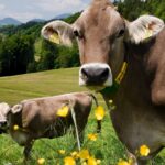 Taylour Paige Instagram - I just want to declare my love and appreciation for cows. Please peta don’t come for me. This is genuine. They’ve fed sooooo many people (even our pets). Milk, beef, ground beef, bone broth etc etc. I’m healing some major gut issues right now because I have a major hormone imbalance and I’m starting my days with bone broth- and it dawns on me how sacred and giving this animal is. Every bag you carry is a cow. Shoes. Belts. The seats in your car. I’m not saying don’t eat them, I’m just saying give thanks. At the very least say “thank you God this was a life that lived.” For real 🤍 also aren’t they so beautiful? Edited disclaimer: I didn’t say consume them, I didn’t tell anyone what to do. I just declared my appreciation for this beautiful animal that has arguably sustained unappreciative trash ass selfish mankind and our pets. And to take notice in all the ways a cow is currently probably most likely contributing to your life and you are not even conscious of it