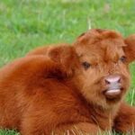 Taylour Paige Instagram - I just want to declare my love and appreciation for cows. Please peta don’t come for me. This is genuine. They’ve fed sooooo many people (even our pets). Milk, beef, ground beef, bone broth etc etc. I’m healing some major gut issues right now because I have a major hormone imbalance and I’m starting my days with bone broth- and it dawns on me how sacred and giving this animal is. Every bag you carry is a cow. Shoes. Belts. The seats in your car. I’m not saying don’t eat them, I’m just saying give thanks. At the very least say “thank you God this was a life that lived.” For real 🤍 also aren’t they so beautiful? Edited disclaimer: I didn’t say consume them, I didn’t tell anyone what to do. I just declared my appreciation for this beautiful animal that has arguably sustained unappreciative trash ass selfish mankind and our pets. And to take notice in all the ways a cow is currently probably most likely contributing to your life and you are not even conscious of it