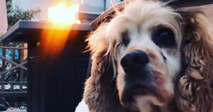 Teresa Castillo Instagram - All dogs go to heaven. 💔Last night we said goodbye to our sweet little Lady. It breaks my heart writing this, but I know she is now pain free. May you fetch a million tennis balls and catch all the squirrels. Jump up on the table and eat all the human food you can eat in doggy heaven. My good girl. The goodest girl. Almost 16 years on this earth and it still wasn’t enough. We’ll always miss you 😢