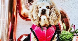 Teresa Castillo Instagram - All dogs go to heaven. 💔Last night we said goodbye to our sweet little Lady. It breaks my heart writing this, but I know she is now pain free. May you fetch a million tennis balls and catch all the squirrels. Jump up on the table and eat all the human food you can eat in doggy heaven. My good girl. The goodest girl. Almost 16 years on this earth and it still wasn’t enough. We’ll always miss you 😢