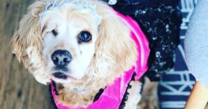 Teresa Castillo Instagram - All dogs go to heaven. 💔Last night we said goodbye to our sweet little Lady. It breaks my heart writing this, but I know she is now pain free. May you fetch a million tennis balls and catch all the squirrels. Jump up on the table and eat all the human food you can eat in doggy heaven. My good girl. The goodest girl. Almost 16 years on this earth and it still wasn’t enough. We’ll always miss you 😢