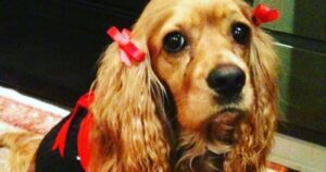 Teresa Castillo Instagram - All dogs go to heaven. 💔Last night we said goodbye to our sweet little Lady. It breaks my heart writing this, but I know she is now pain free. May you fetch a million tennis balls and catch all the squirrels. Jump up on the table and eat all the human food you can eat in doggy heaven. My good girl. The goodest girl. Almost 16 years on this earth and it still wasn’t enough. We’ll always miss you 😢