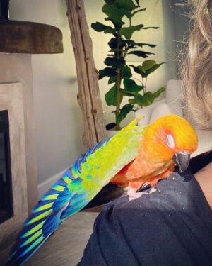 Teri Polo Instagram - Good morning, sun salutations…

#nugget #nuglife #dailynugget #mister #conure #conuresofinstagram #grateful #morning 

(Nuggie has spring fever and has been picking his feathers due to the surge in hormones. It can make these guys very neurotic sometimes. He has an implant that is helping to regulate and balance his hormones. So please don’t worry about his blotchy back and chest. He guud!)
✌🏼❤️