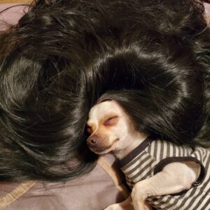 Terri Runnels Instagram - Sometimes I am a perky Chihuahua, and sometimes I succumb to the drama... #Pippin
#BigPippin #Pipster #PippyDoo