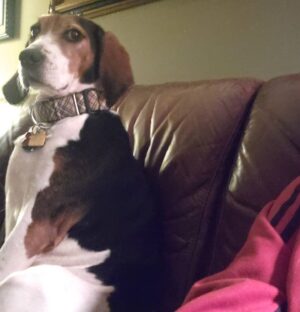 Terri Runnels Instagram - The next time you think you give good "side eye"...someone's gotcha beat! 😄👀 #Penny #SideEye #DogsArePeopleToo ☺🐕💗