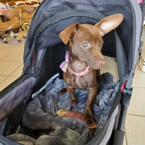 Terri Runnels Instagram - My oh so SWEET 🍬🍭🧁🍫& PRECIOUS little girl... that for 3 years, I didn't have the ability to open my heart to, after Mozart's passing! We celebrated Big Pippin's Birthday yesterday...with all 3 Chihuahua's present at the Luau!! Thank you God for allowing me to find her, and to love her on a daily! She has brightened my world!!! #Wilhemena
