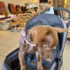 Terri Runnels Instagram - My oh so SWEET 🍬🍭🧁🍫& PRECIOUS little girl... that for 3 years, I didn't have the ability to open my heart to, after Mozart's passing! We celebrated Big Pippin's Birthday yesterday...with all 3 Chihuahua's present at the Luau!! Thank you God for allowing me to find her, and to love her on a daily! She has brightened my world!!! #Wilhemena