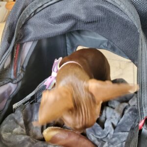 Terri Runnels Instagram - My oh so SWEET 🍬🍭🧁🍫& PRECIOUS little girl... that for 3 years, I didn't have the ability to open my heart to, after Mozart's passing! We celebrated Big Pippin's Birthday yesterday...with all 3 Chihuahua's present at the Luau!! Thank you God for allowing me to find her, and to love her on a daily! She has brightened my world!!! #Wilhemena