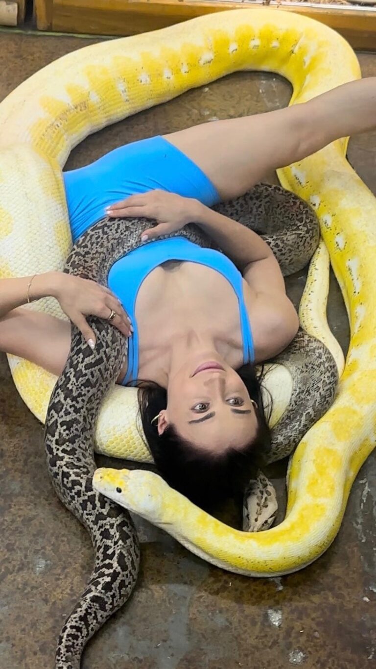 Tetiana Gaidar Instagram - @jayprehistoricpets preps me for next #thedusktilldawn 🎥 🤫 Guys, what’s the scariest #snake 🐍 in the world ? #deadlysnakes #python #jayprehistoricpets #contortion #flexibility #flexible #quentintarantino #georgeclooney #salmahayek #splits #split #snakes #snakesofinstagram