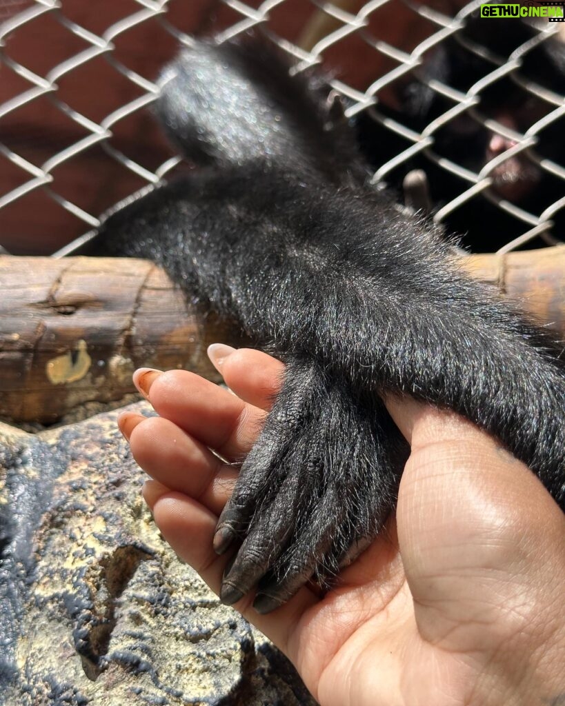 Thauny Raquel Instagram - Não importa quantas vezes eu vá na @psolemar é sempre mágico esse contato com os animais. 🧡 ja criei tanta intimidade que rafael(tucano) sempre me dá presentinho😂 EU AMO DEMAIS ESSE LUGAR! São tantos anos, tantas mudanças, tanta evolução… mas a essência permanece sempre a mesma. Eu sou fã! Obrigada por tudo que vocês me proporcionam 🧡 A última foto é muito especial pra mim 🖤