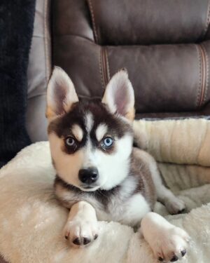 Theresa Serrano Instagram - Hey everyone, meet Kai! The Alaskan Klee Kai ! ❤️ she's only 6.1lbs and will maybe get up to 15lbs. She'll also only get to be 13 inches tall. So Sly the cat will be bigger 🤣

They're already well on their way to being best buddies