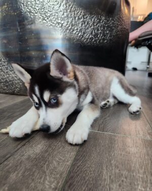 Theresa Serrano Instagram - Hey everyone, meet Kai! The Alaskan Klee Kai ! ❤️ she's only 6.1lbs and will maybe get up to 15lbs. She'll also only get to be 13 inches tall. So Sly the cat will be bigger 🤣

They're already well on their way to being best buddies