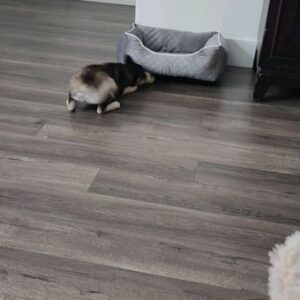 Theresa Serrano Instagram - Hey everyone, meet Kai! The Alaskan Klee Kai ! ❤️ she's only 6.1lbs and will maybe get up to 15lbs. She'll also only get to be 13 inches tall. So Sly the cat will be bigger 🤣

They're already well on their way to being best buddies