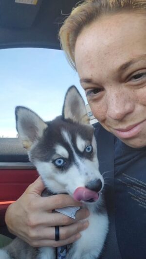 Theresa Serrano Instagram - Kai got her first Pup Cup from @starbucks and I think she liked it. What do you think? #PupCup #Starbucks #alaskankleekai
