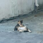 Thomasin McKenzie Instagram - The cats of Greece own the streets