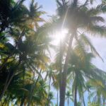 Tiffany Alvord Instagram - 🌴 I went to tortuga island & did NOT sea any turtles 🐢 so that was deceiving.. but I did see jumping dolphins! We also snorkeled, tried a banana boat, and some delish coconuts! 🥰 Side-note: I think green might be my go-to color this year. 💁‍♀️ // - #QOTD: Would you rather see dolphins or turtles?! 🐬 vs. 🐢