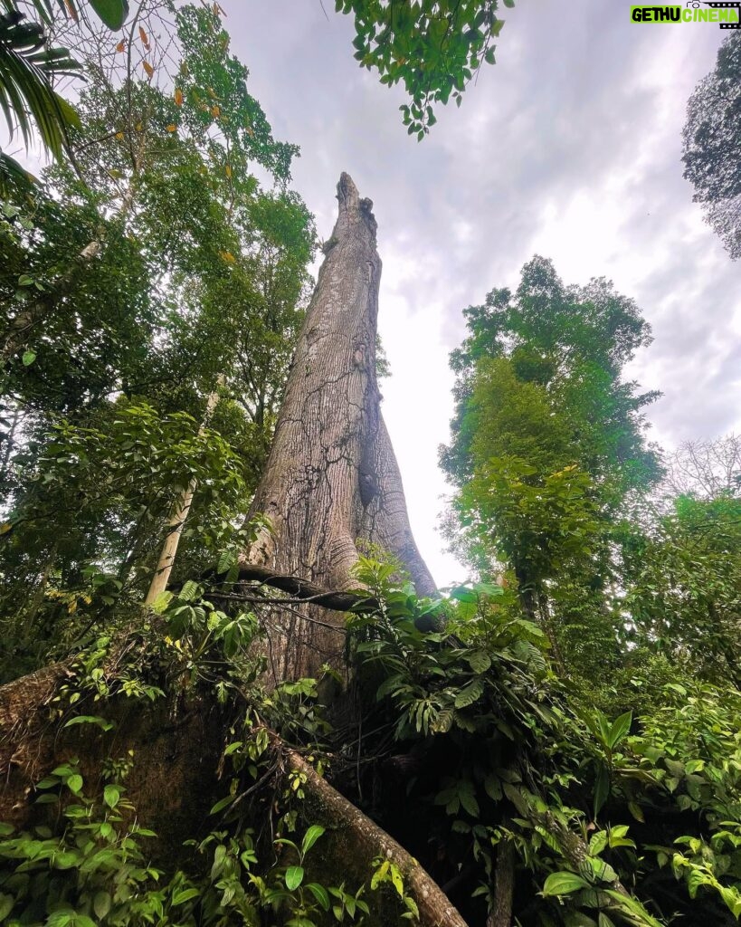 Tiffany Alvord Instagram - Tree huggin’ & life lovin’ 🥰 Had fun hiking volcanos in the rain & exploring all La Fortuna had to offer. I feel invigorated and alive and refreshed and inspired. Oh how nature is medicine for the soul. If you feel sick of life, the cure is more outdoor adventure. (For me anywho) 💭 #QOTD: What makes you feel most alive/free/happy?