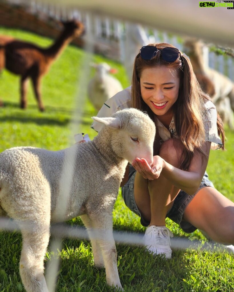 Tiffany Lau Instagram - literal cuteness overload 😍🥹🐑 from what i can remember, all i could say was “awwwwhhh” & “好得意呀”!!! 🫣😳 馬來西亞嘅朋友，今晚有得睇啦!!! 🤭 #心度遊 9:00pm on AstroTVB Jade 📺